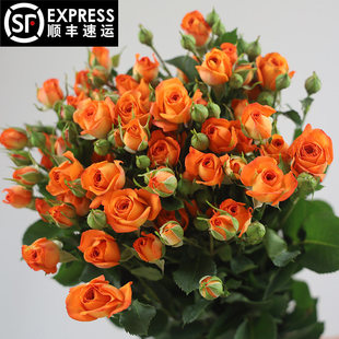 橙色芭比多头玫瑰鲜花云南基地直发梦幻芭比折射泡泡多头蔷薇水培