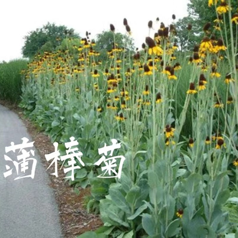 蒲棒菊成品盆栽花苗多年生花镜植物耐寒耐热宿根花卉阳台花园