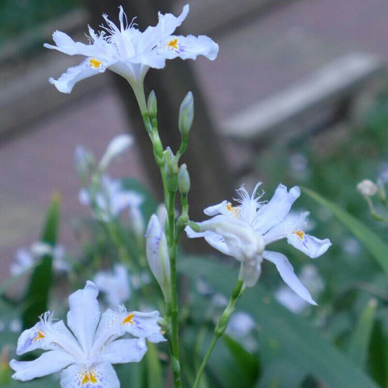 扁竹兰花苗观叶植物白花