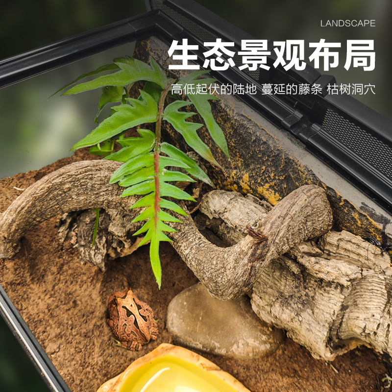 宠物角蛙造景玻璃饲养缸生态环境爬宠缸雨林缸水陆缸景观箱