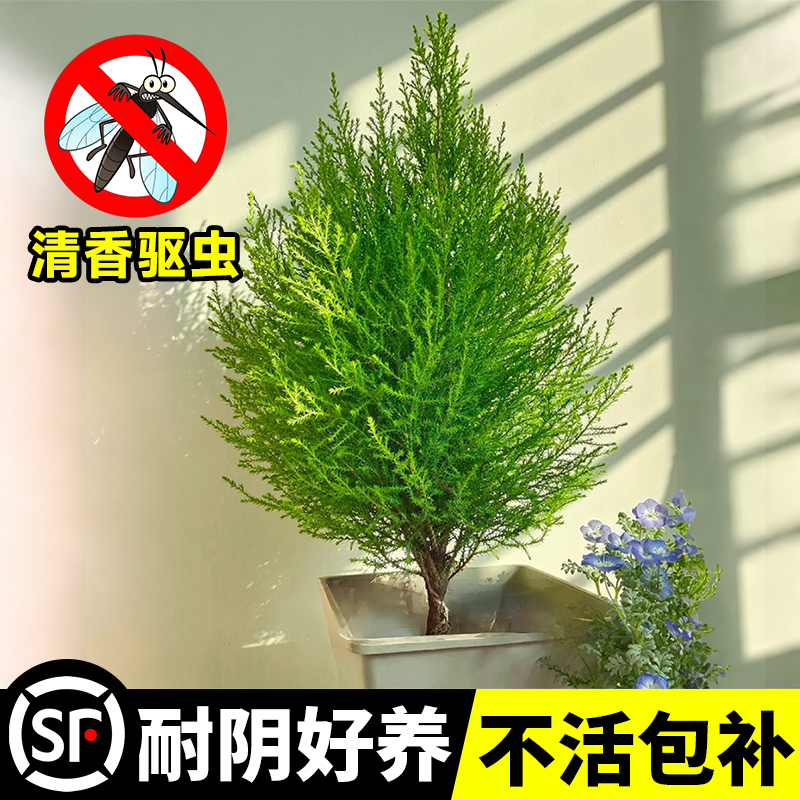 香松桌面绿植小盆栽室内客厅办公室四季常青好养植物耶诞树开花卉