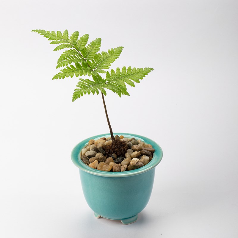 静艺花舍 红灵蕨盆栽室内桌面客厅茶几禅意花卉植物蕨类绿植易养