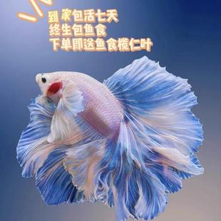 罕见小鱼耐活好养冷水鱼易活观赏鱼泰国斗鱼仙女款纯白半月超美网