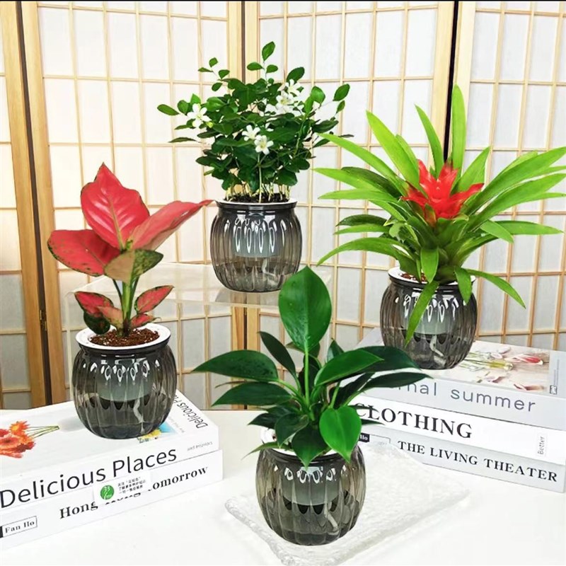 【拍一发四】发财树金钻九里香富贵E椰子四季常青办公室绿植水培