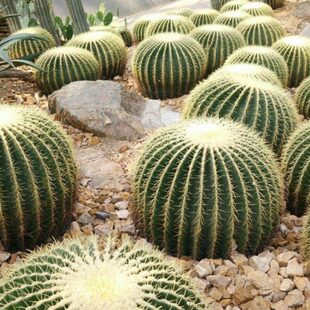 生耐旱仙人掌仙人球仙人球植物美国金虎花多年生境耐热龙舌兰大沙