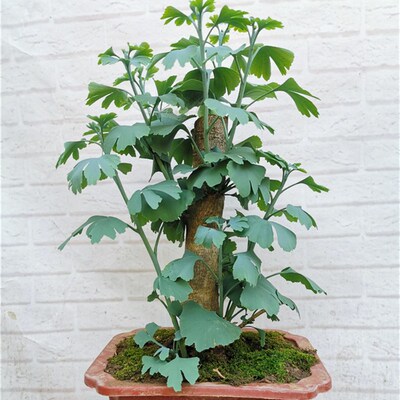 银杏盆景树桩盆栽老桩中小型绿植树苗盆景微型小桩造型白果