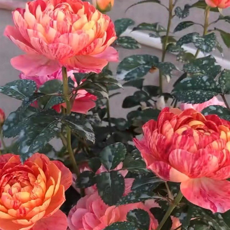 新品果汁飞溅月季芽变果汁一颗多色庭院阳台盆栽四季开花扦插苗