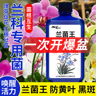 兰灵王兰花专用营养液君子兰科蝴蝶兰肥料EM微生物菌肥生根壮芽改