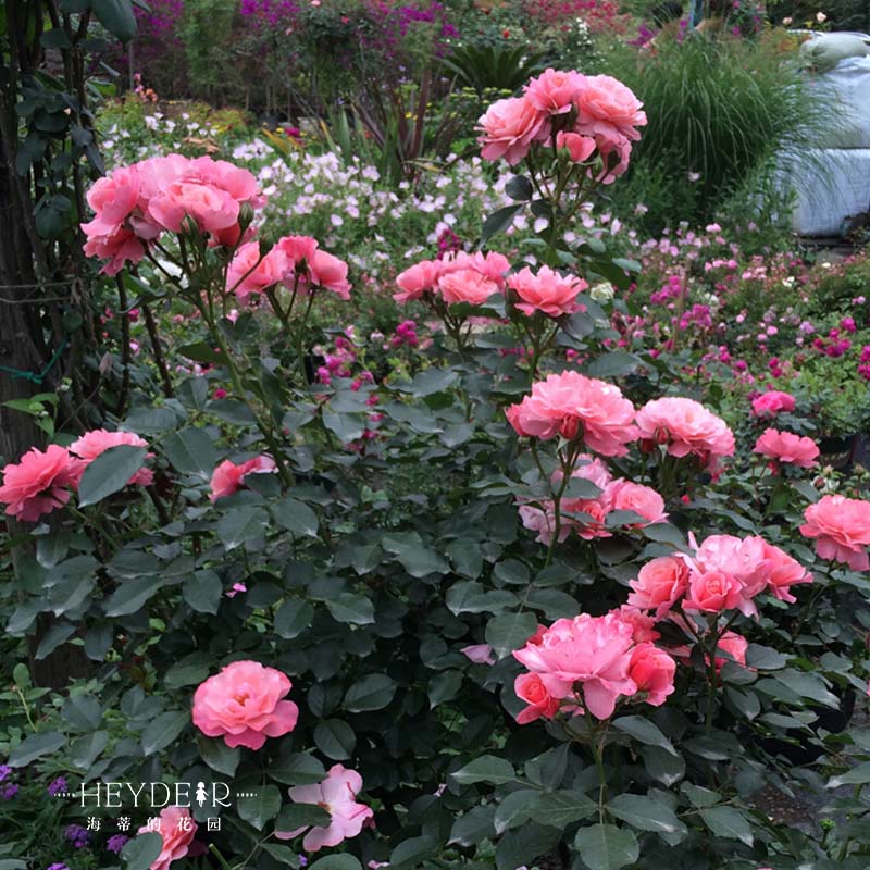 海蒂的花园 波提雪莉直立月季四季勤花抗病阳台花卉植物盆栽花苗