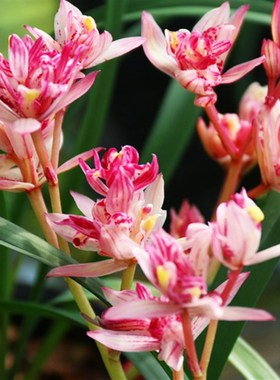 翁源兰花高端四季建兰铭品红禅牡丹夏秋花期红色奇花浓香好养盆栽