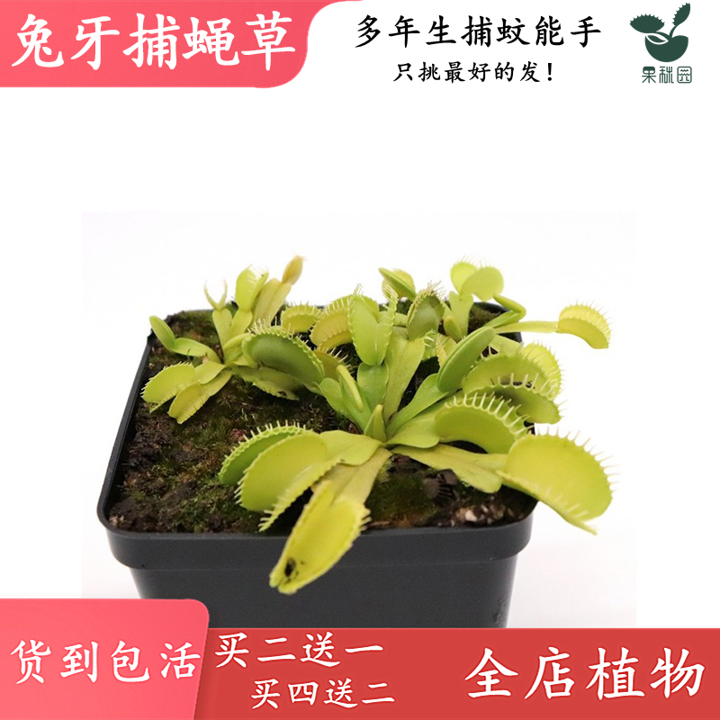 兔牙捕蝇草【高端稀有食虫植物捕虫草驱蚊草抓蚊子吃虫子捕抓】