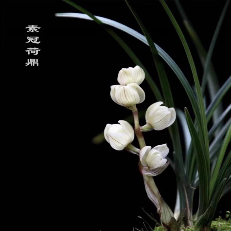 云南带花苞盆栽浓香兰花苗 莲瓣兰 素冠荷鼎 绿植兰花草花卉