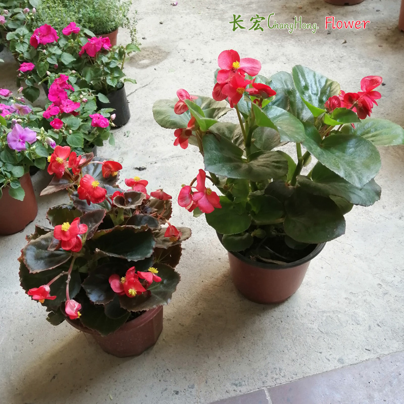 大花四季海棠盆栽带花玻璃翠大叶秋海棠花阳台庭院地栽景观花包邮