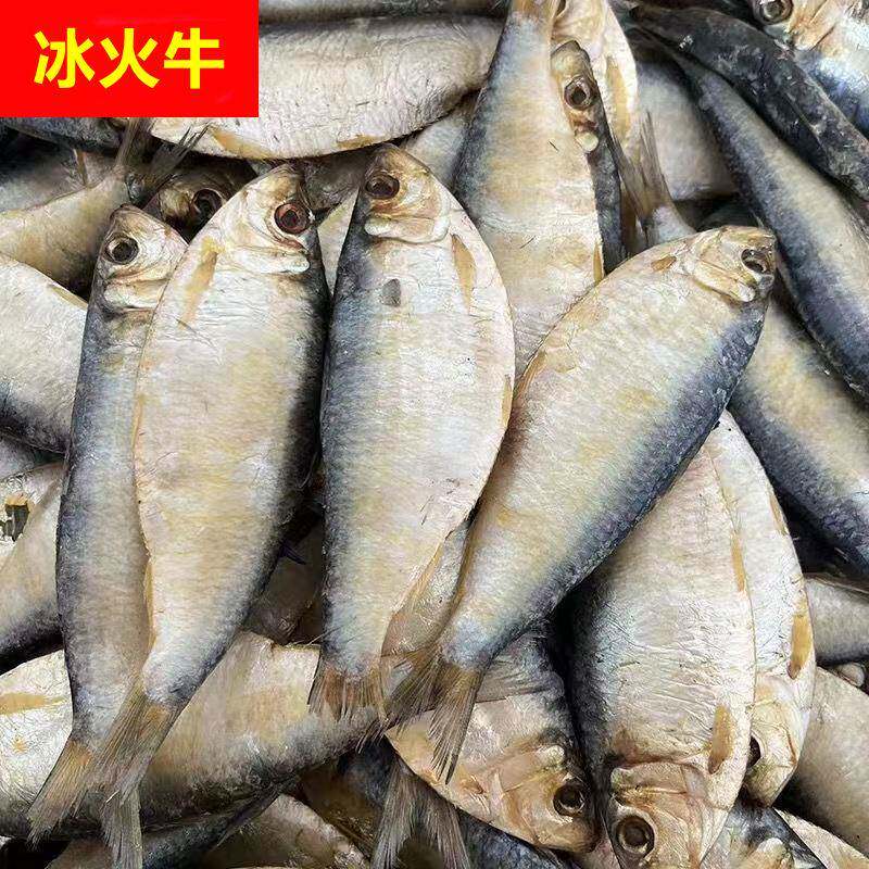 新鲜青皮鱼干青鳞鱼干半干咸鱼山东特产柳叶鱼海鱼风干小鱼干