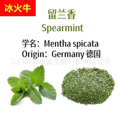 包邮留兰香薄荷茶碎散装 spearmint tea bag皱叶留兰香现货