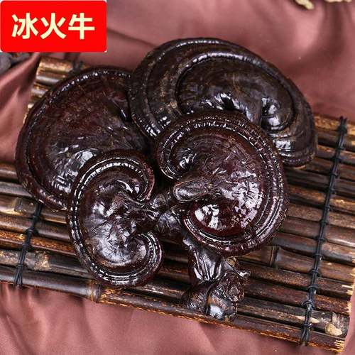 农户自采紫灵芝500长白山灵芝东北紫灵芝