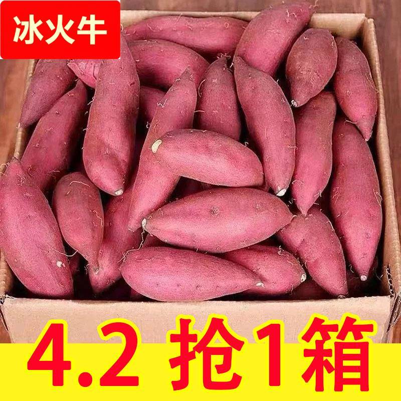沙地蜜薯新鲜红薯9斤农家香甜薯板栗黄红心烤地瓜糖心小番薯山芋