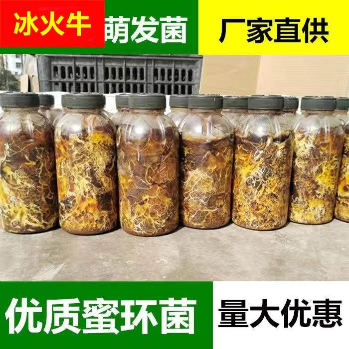 天麻枝条密环猪苓蜜环天麻萌发新鲜天麻0代种天麻硕果