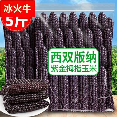 紫色拇指黑玉米云南西双版纳手指香糯小玉米真空即食新鲜苞米棒