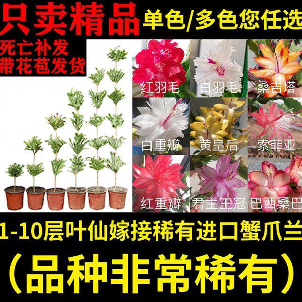 叶仙嫁接蟹爪兰稀有进口多层指成品假昙花螃蟹爪莲多色木麒麟仙人