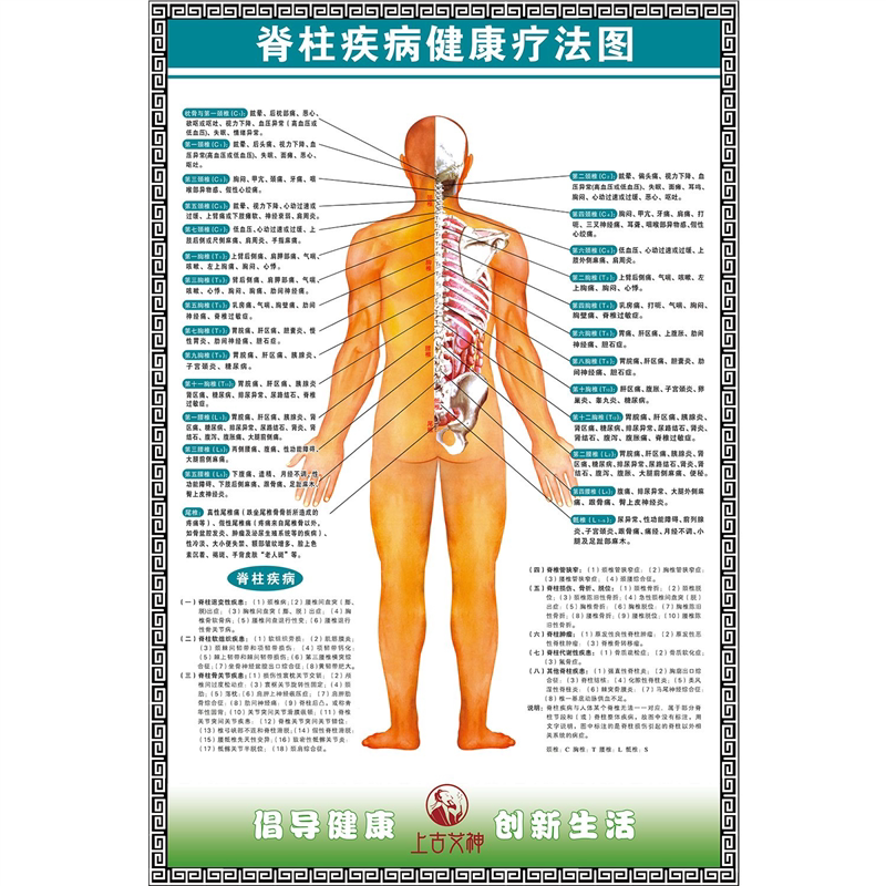 脊柱疾病健康疗法图自主神经系概观示意图海报脊神经分布图贴纸 - 实物图