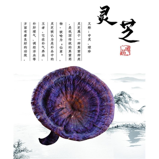 灵芝养生海报展板中国传统养生文化养生之道灵芝的成分墙贴纸