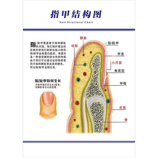 指甲结构图海报展板指甲如何生长皮肤甲根角质层甲床墙贴纸KT板
