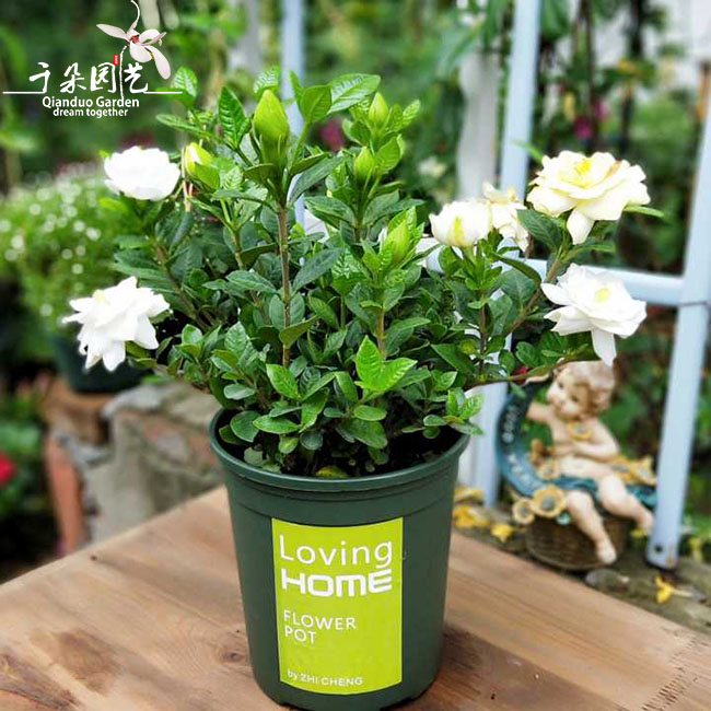 栀子花盆栽包邮四季常青绿植香气浓郁办公桌花卉木本室内植物好养