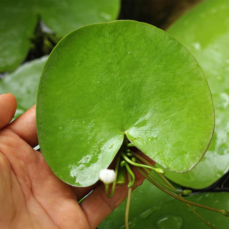 水生水培植物水竹水葫芦水芙蓉狐尾藻苗净化水质养殖草鱼龟龙虾