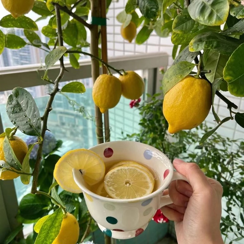 香水柠檬树盆栽客厅大型植物室内阳台花卉四季带果办公室绿植盆景