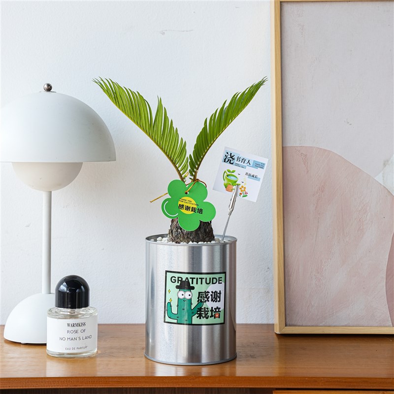 【教师节礼物】仙人掌组合盆栽多肉植物创意礼品办公室桌面小绿植