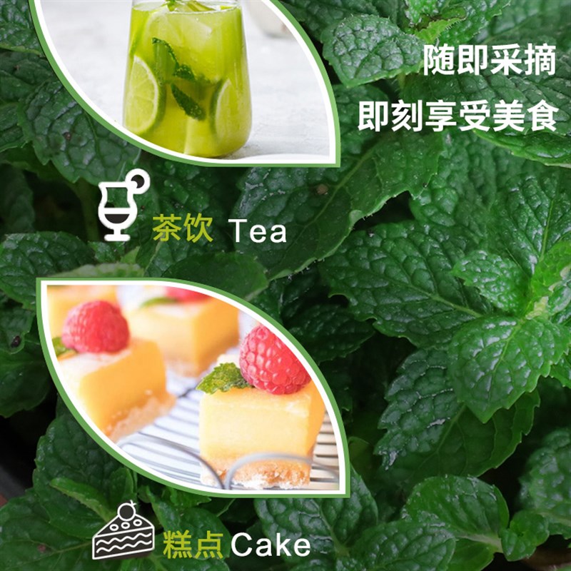 薄荷盆栽可食用水培植物留兰香新鲜叶香草种植苗大叶室内绿植驱蚊
