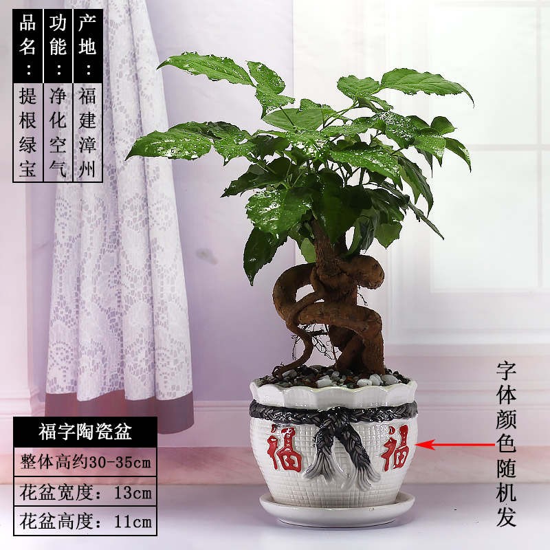 提根绿宝盆景植物室内吸甲醛净化空气绿植花卉幸福树老桩造型盆栽