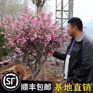 海棠花树苗高杆庭院室外地栽西府海棠垂丝海棠树大型花卉西府海棠