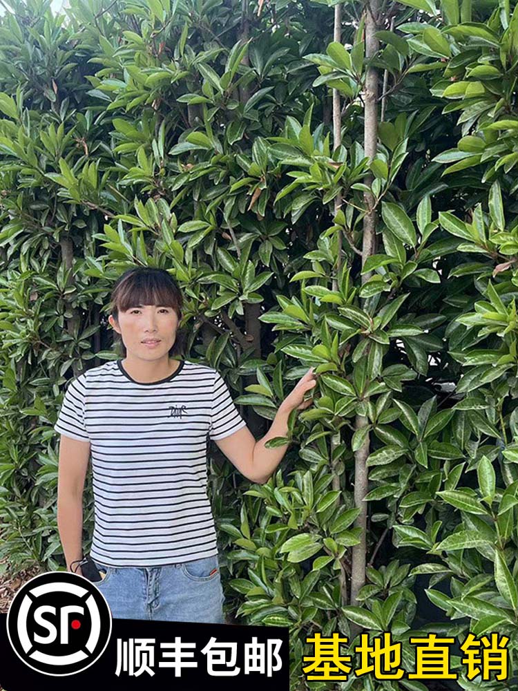 别墅围墙篱笆植物大叶北海道黄杨苗冬青四季常青耐寒庭院绿篱树苗