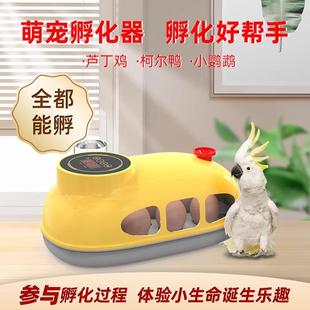 厂家小鸡孵化器小型家用智能孵化机跨境迷你鸡蛋孵蛋器孵蛋机