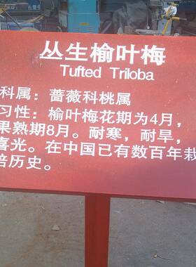 专业生产实木雕刻植物简介牌花草树牌植物标识牌树木牌