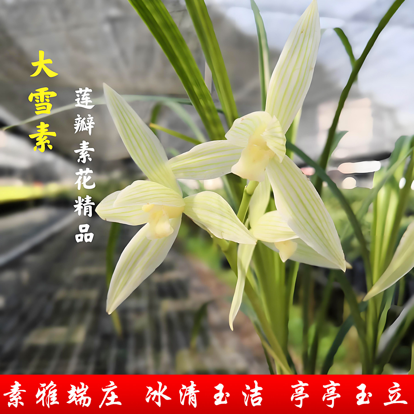 莲瓣兰大雪素兰花盆栽冬带花苞