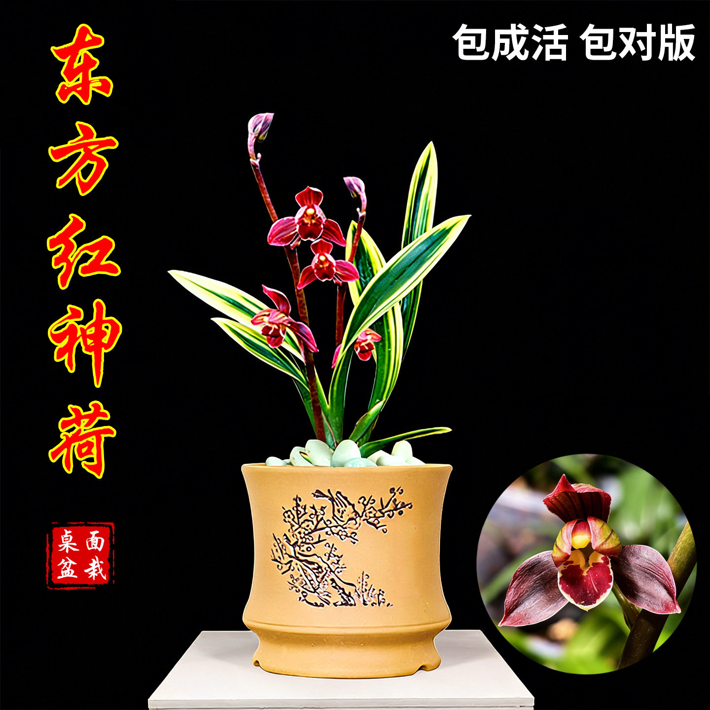 墨兰东方红神荷兰花盆栽冬带花苞