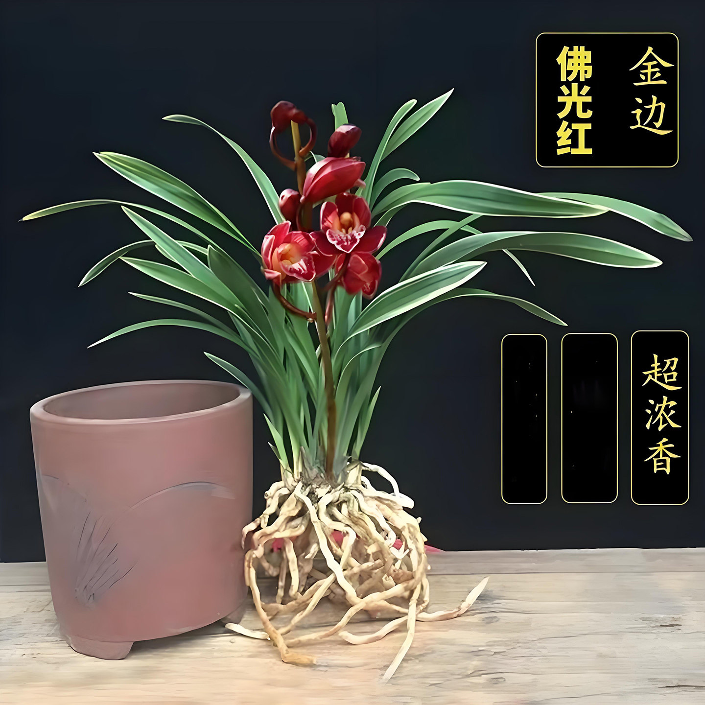 金边建兰佛光红兰花盆栽夏带花苞精品名贵兰花苗室内好养绿植花卉