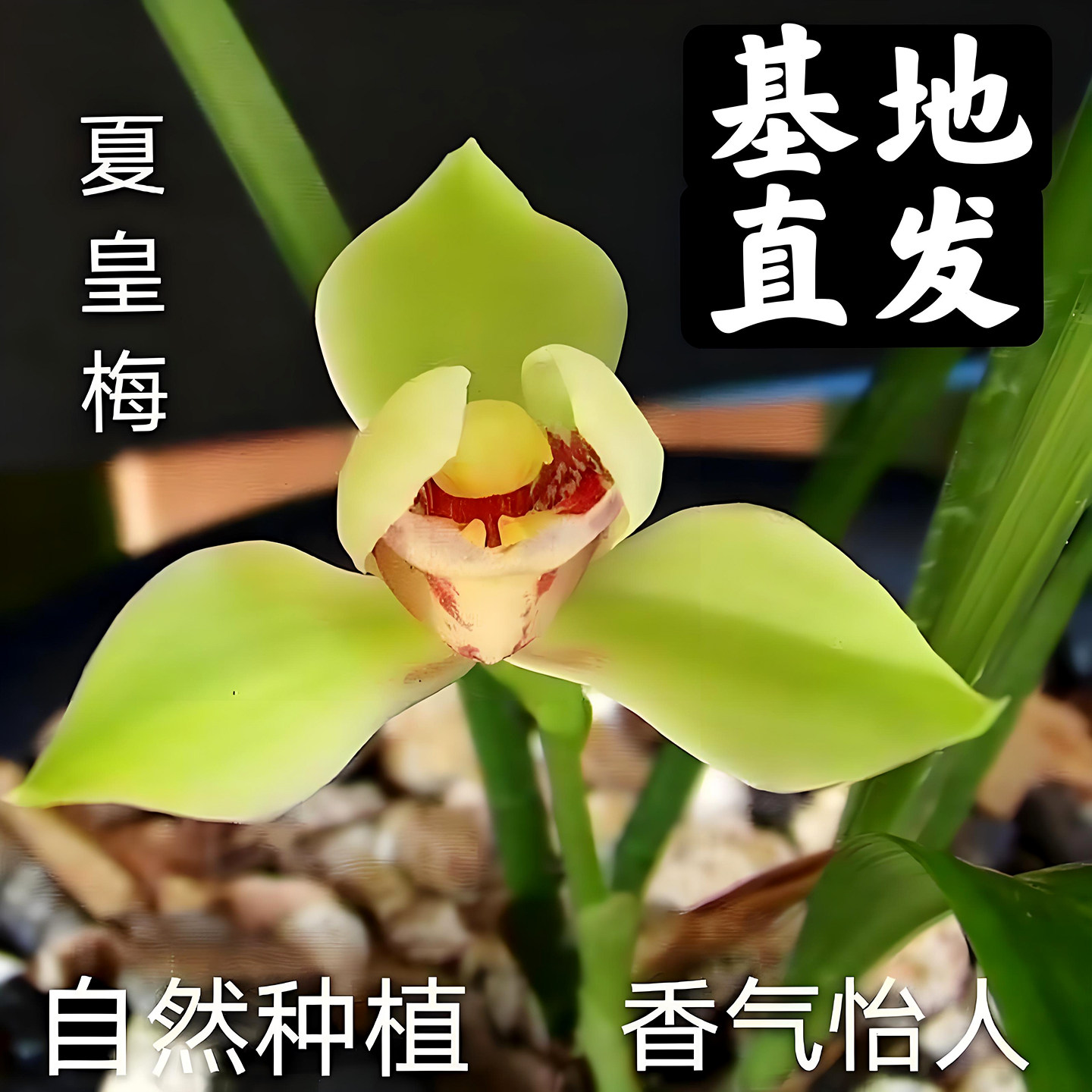 建兰梅瓣夏皇梅兰花盆栽夏带花苞