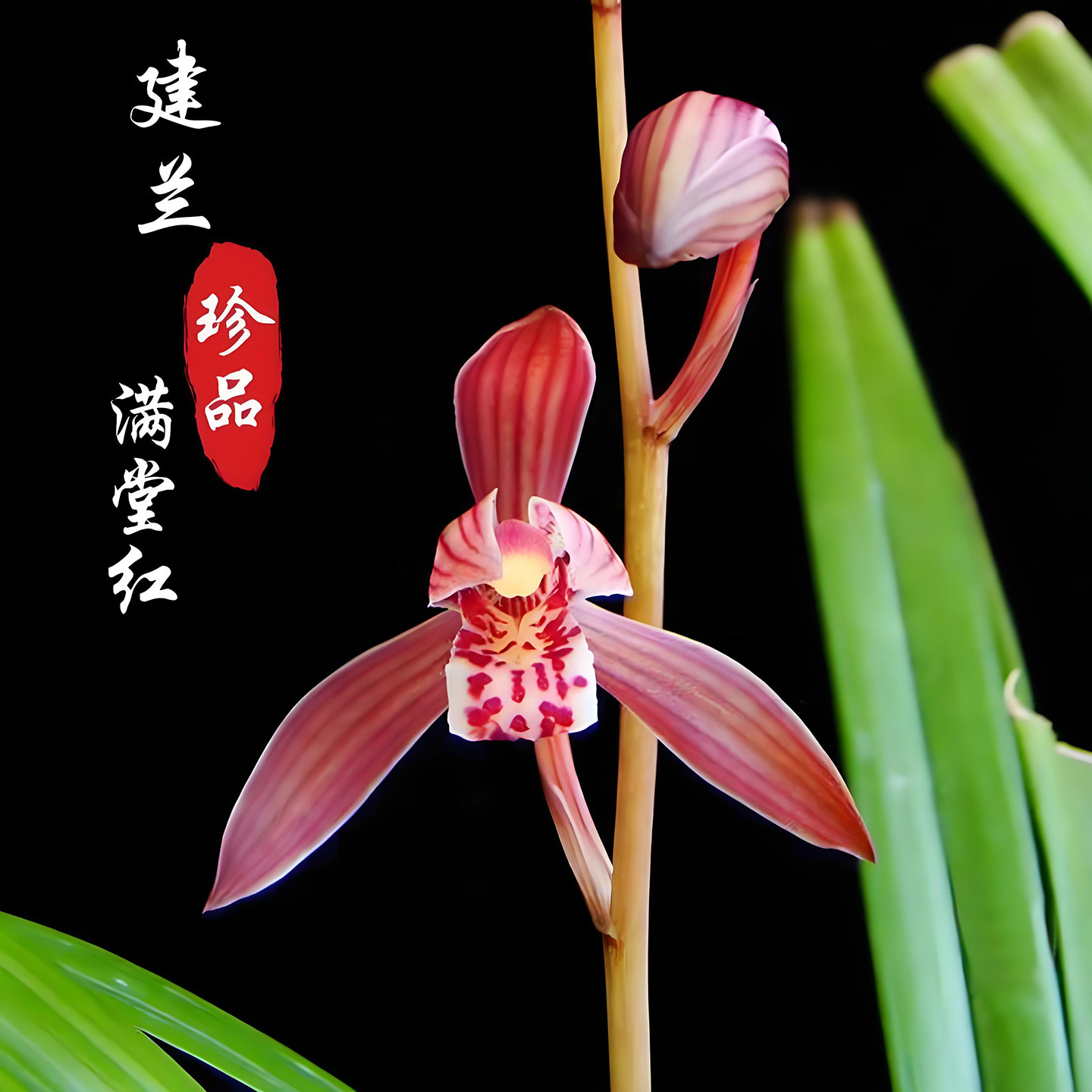 建兰满堂红兰花盆栽现带花苞