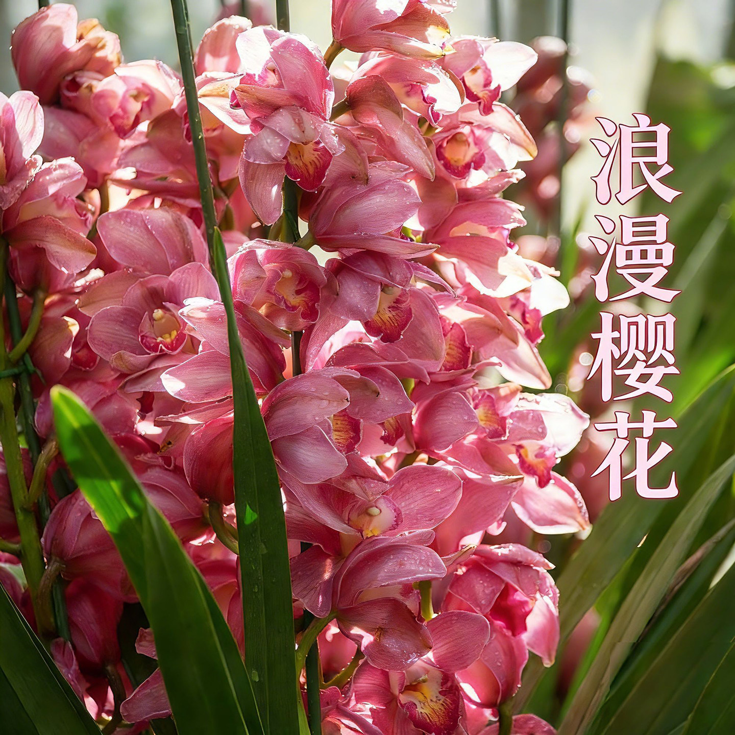 大花蕙兰浪漫樱花兰花盆栽兰花苗