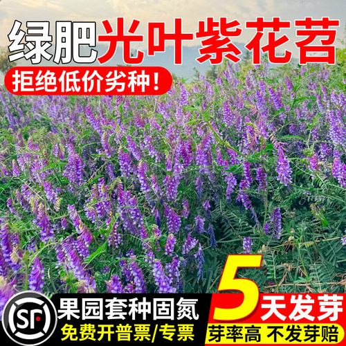 光叶紫花苕家畜喜食绿肥固氮牧草