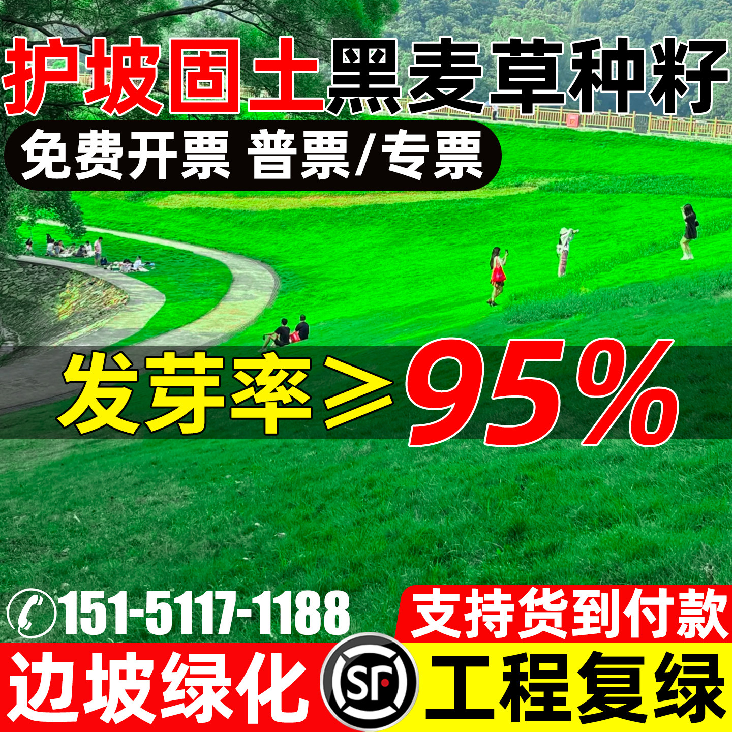 黑麦草种子护坡固土边坡工程绿化
