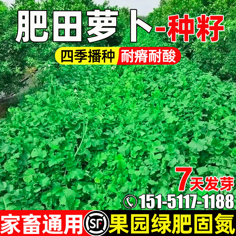 肥田萝卜四季高产生态修复高蛋白
