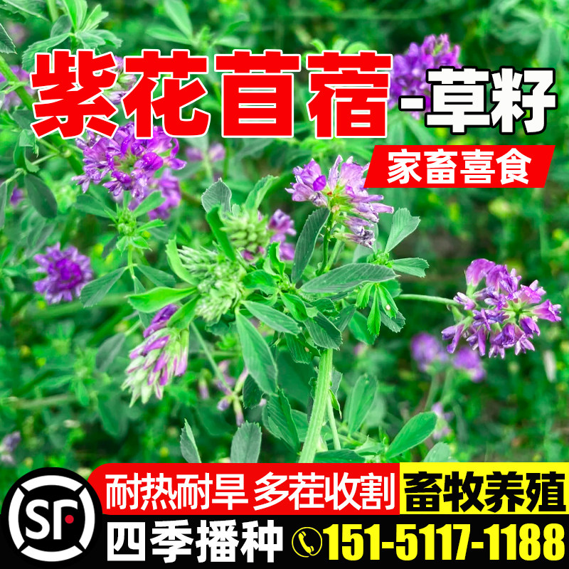紫花苜蓿畜牧养殖鲜嫩多汁多年生