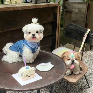 复古牛仔百搭polo衫 宠物服新款 小型犬约克夏马尔济斯衣服