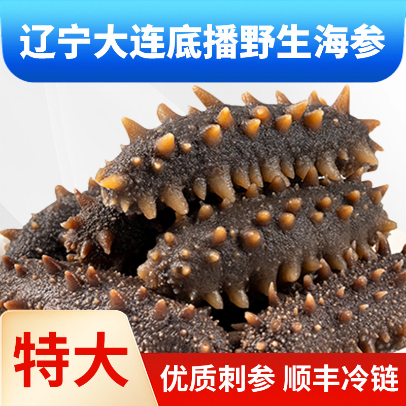 特大9年参王明小胖鲜食海参独立包装缓化即食鲜大连底播顺丰冷链