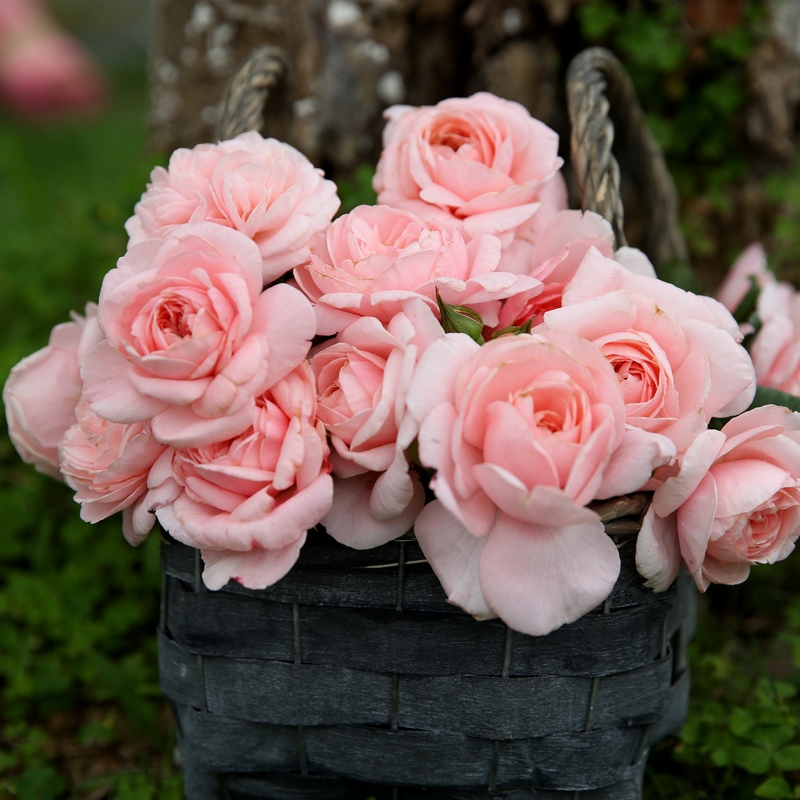 天狼月季娜荷马2.5升盆栽爬藤拱门攀援植物玫瑰花卉庭院花园